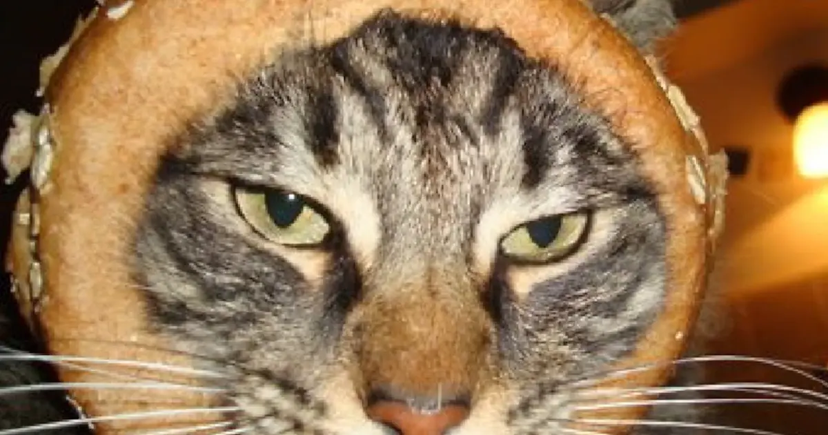 Good Enough for a Bagel